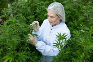 Kiara Cardoso inspects cannabis plants used to extract medicinal CBD oil in Petrolina, Pernambuco, Brazil February 7, 2025. REUTERS/Kira Duarte
